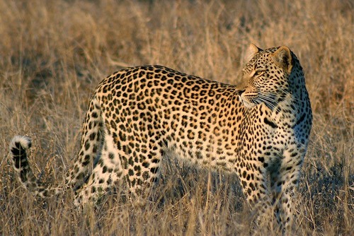 Leopard in the Kruger Park